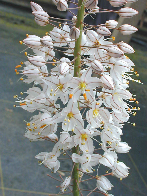 EREMURUS OLGAE