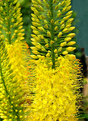 EREMURUS 'YELLOW GIANT'