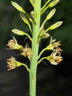 EREMURUS ZENAIDAE JCA 0.444.409