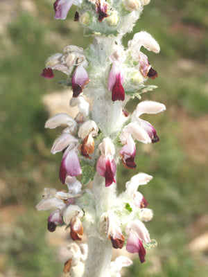 EREMOSTACHYS LACINATA