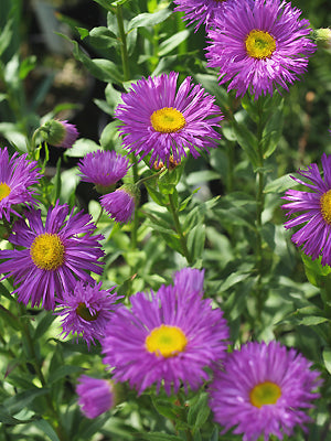 ERIGERON 'ROSENBALLETT'