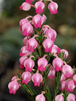 ERICA HOLOSERICEA
