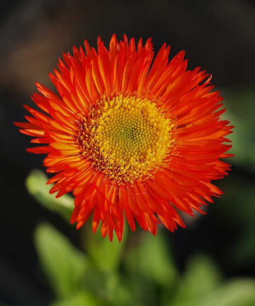 ERIGERON AURANTIACUS