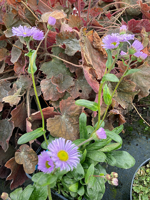 ERIGERON CAUCASICUS subsp.VENUSTUS