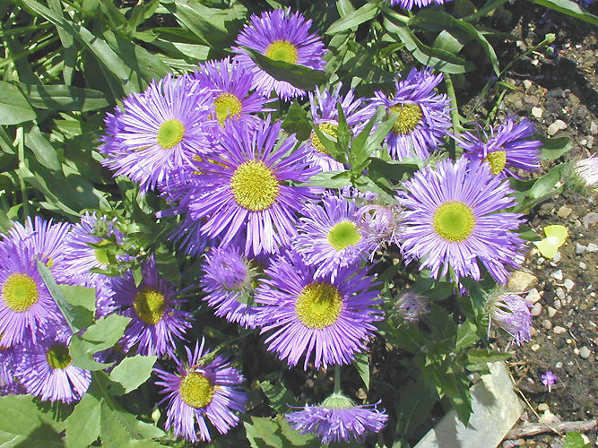 ERIGERON 'DIGNITY'