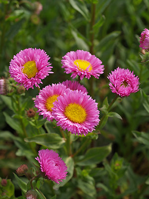 ERIGERON 'FOERSTER'S LIEBLING'