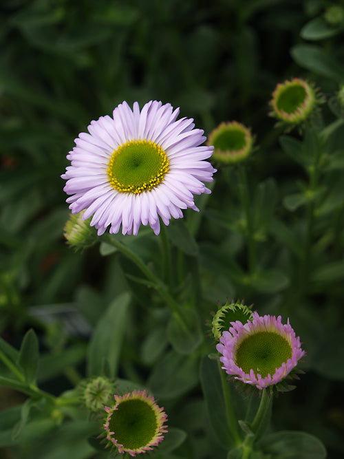 ERIGERON 'WAYNE RODERICK'