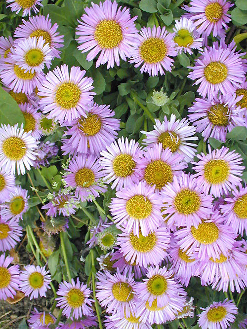 ERIGERON GLAUCUS