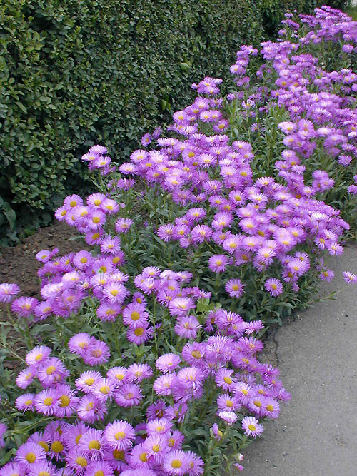 ERIGERON 'OFFENHAM EXCELLENCE'