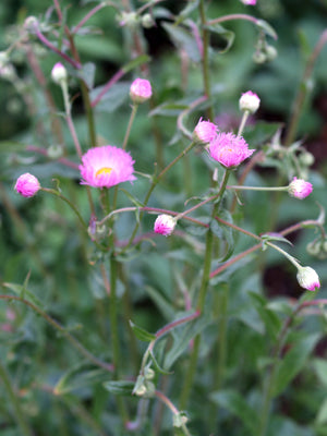 ERIGERON PUMILIS