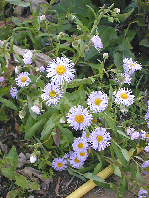 ERIGERON 'QUAKERESS'