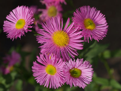 ERIGERON 'ROTES MEER'