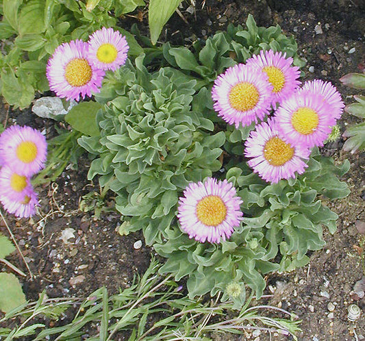 ERIGERON 'SEABREEZE'