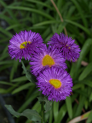ERIGERON 'SCHWARZES MEER'