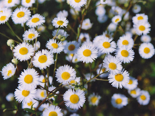 ERIGERON ANNUUS