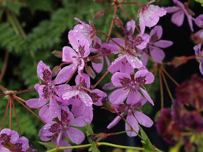 ERODIUM 'ALMODOVAR'