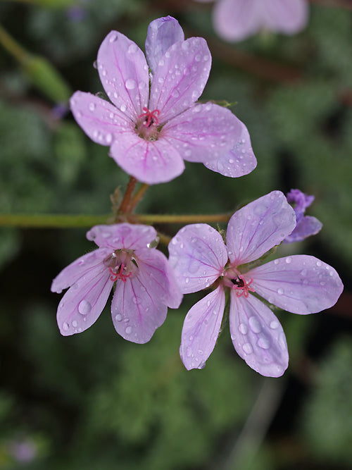 ERODIUM 'CÉZEMBRE'