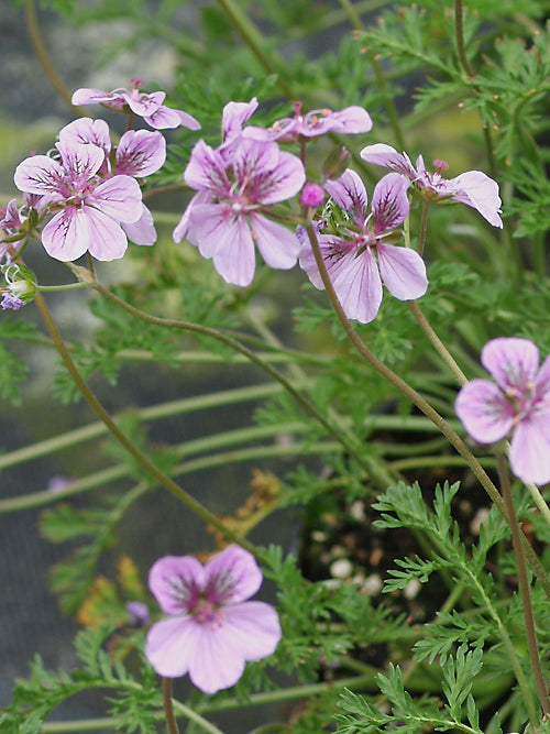 ERODIUM 'GINI'S CHOICE'