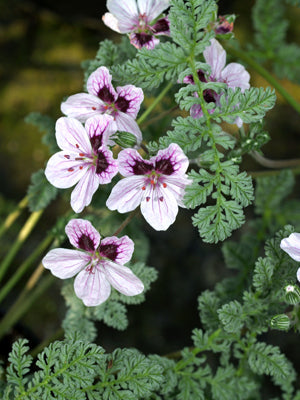 ERODIUM x KOLBIANUM