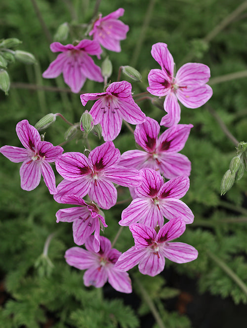 ERODIUM 'LAS MENINAS'