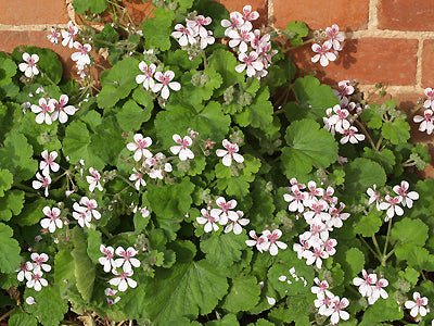 ERODIUM PELARGONIIFLORUM