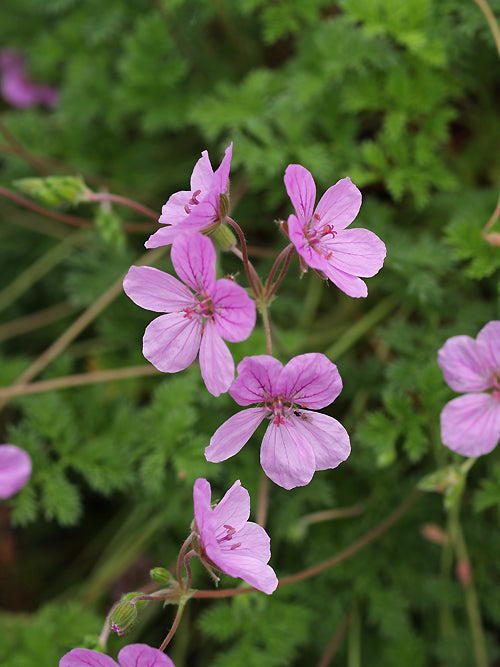 ERODIUM SP/VAR. no.2