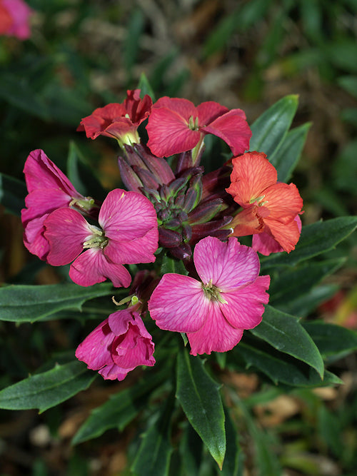 ERYSIMUM 'MRS.L.K.ELMHIRST'