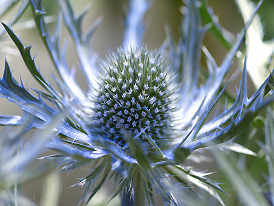 ERYNGIUM x OLIVERIANUM