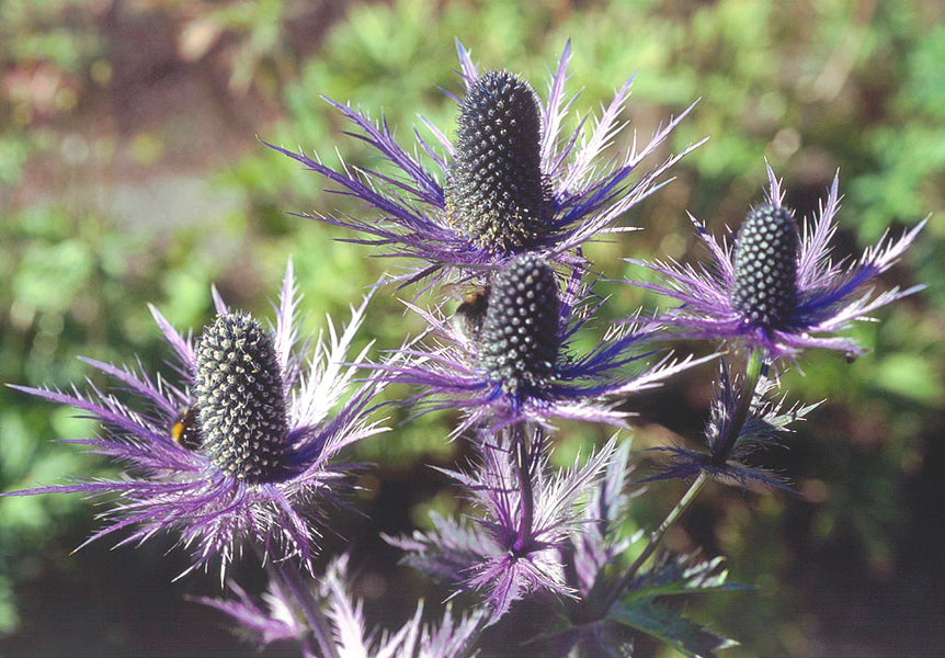 ERYNGIUM ALPINUM 'SUPERBUM'