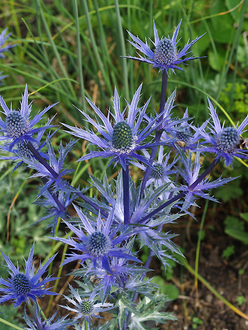 ERYNGIUM x ZABELLII 'BIG BLUE'