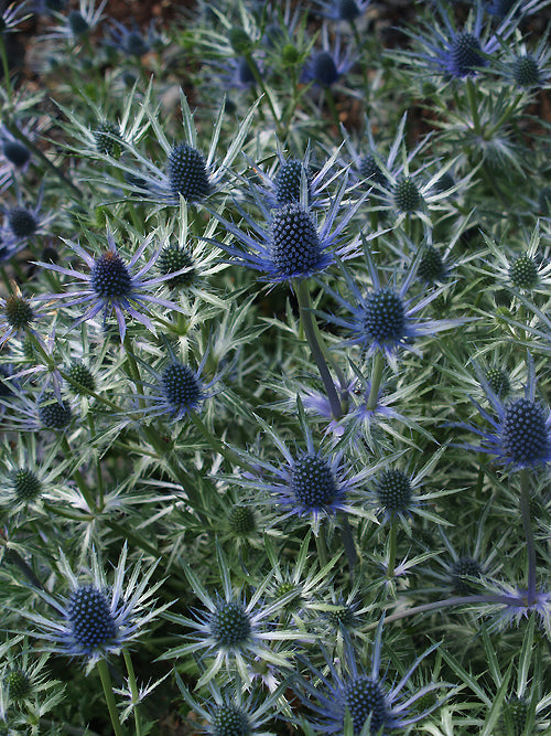 ERYNGIUM x ZABELLII 'JOS EIJKING'