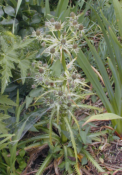 ERYNGIUM DEPPEANUM PC&H 268
