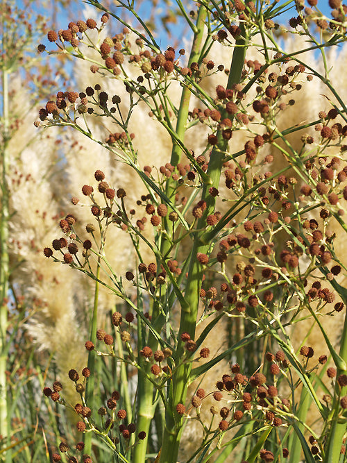 ERYNGIUM PANDANIFOLIUM strain 1
