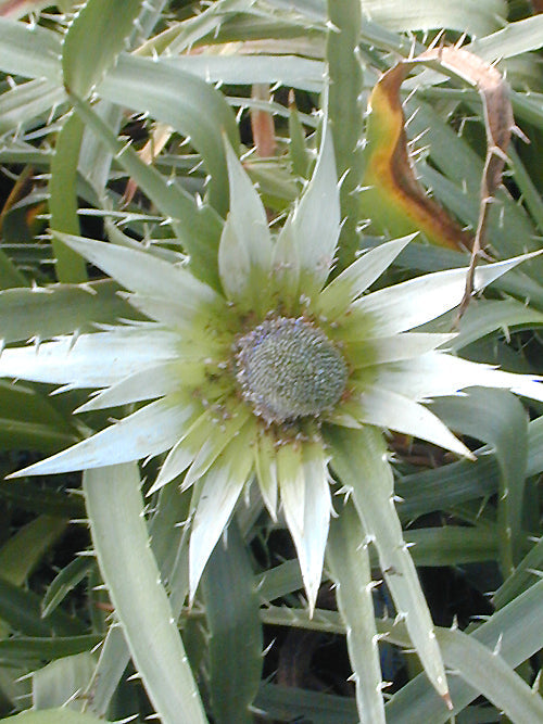 ERYNGIUM PROTEIFLORUM