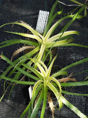 ERYNGIUM HORRIDUM 'PILTDOWN'