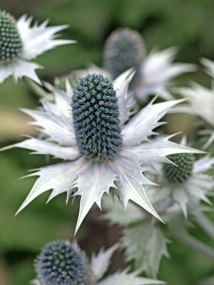 ERYNGIUM GIGANTEUM 'SILVER GHOST'