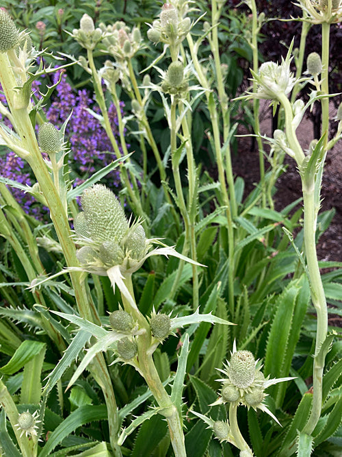ERYNGIUM AGAVIFOLIUM