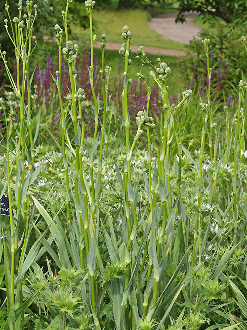 ERYNGIUM YUCCIFOLIUM