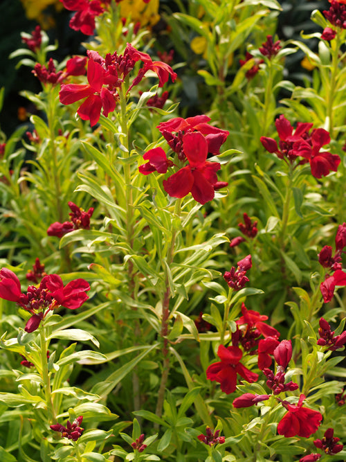 ERYSIMUM 'ANDY'S ORANGES AND LEMONS'