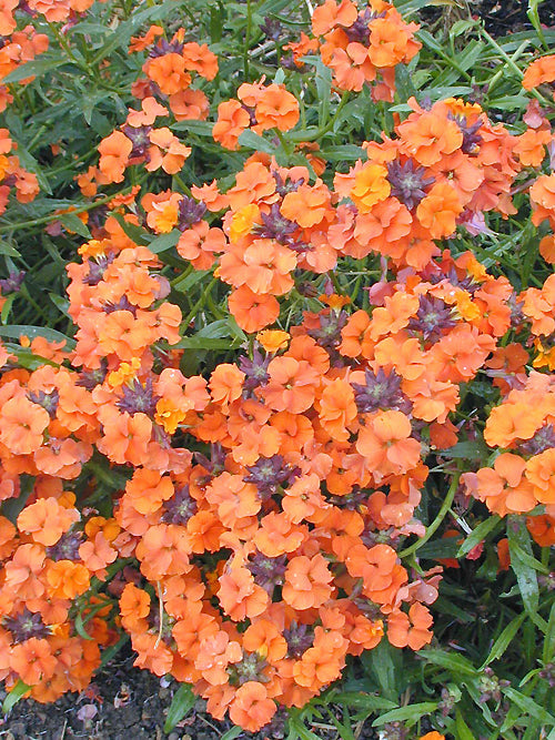 ERYSIMUM 'APRICOT TWIST'