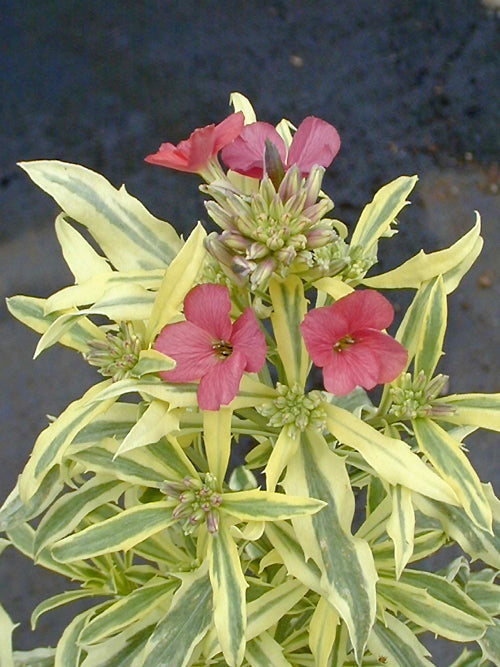 ERYSIMUM 'BUTTERSCOTCH VARIEGATED'