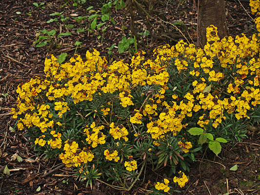 ERYSIMUM 'BOWLES'S YELLOW'
