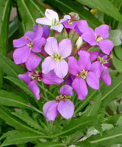 ERYSIMUM BIColour