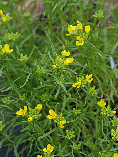ERYSIMUM BONANNIANUM