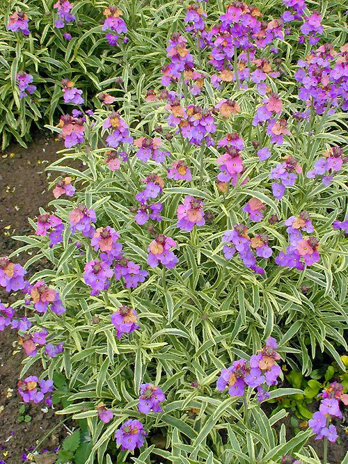 ERYSIMUM 'COTSWOLD GEM'