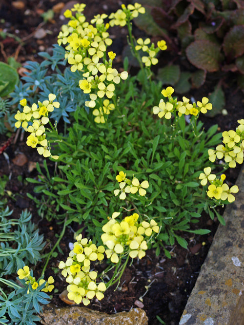 ERYSIMUM 'GOLDEN JUBILEE'