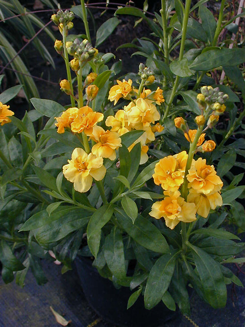 ERYSIMUM CHEIRI 'HARPUR CREWE'