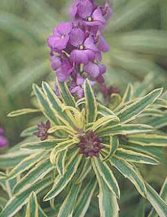 ERYSIMUM LINIFOLIUM 'VARIEGATUM'
