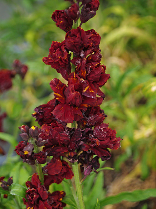 ERYSIMUM CHEIRI 'BLOODY WARRIOR'