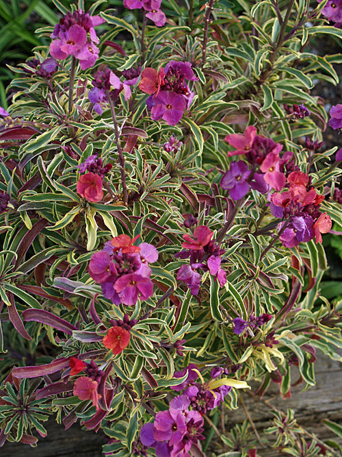 ERYSIMUM PEACH VARIEGATED